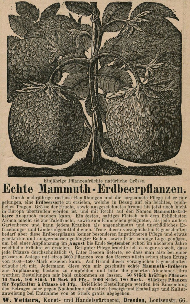 Louisenstraße 56 (-1893 Louisenstraße 66) Dresden Louisenstraße 56 (-1893 Louisenstraße 66) Dresden