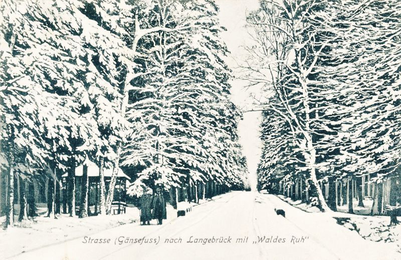 G&auml;nsefu&szlig;  Dresden