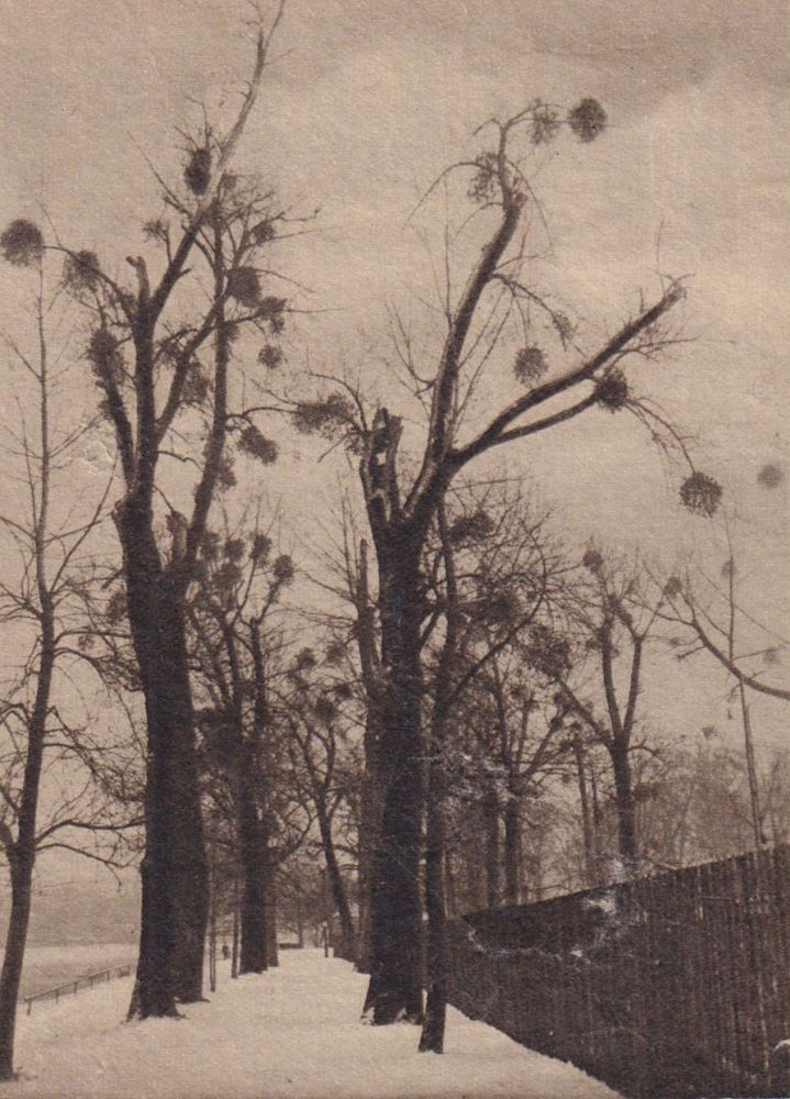 Blumenstra&szlig;e  Dresden